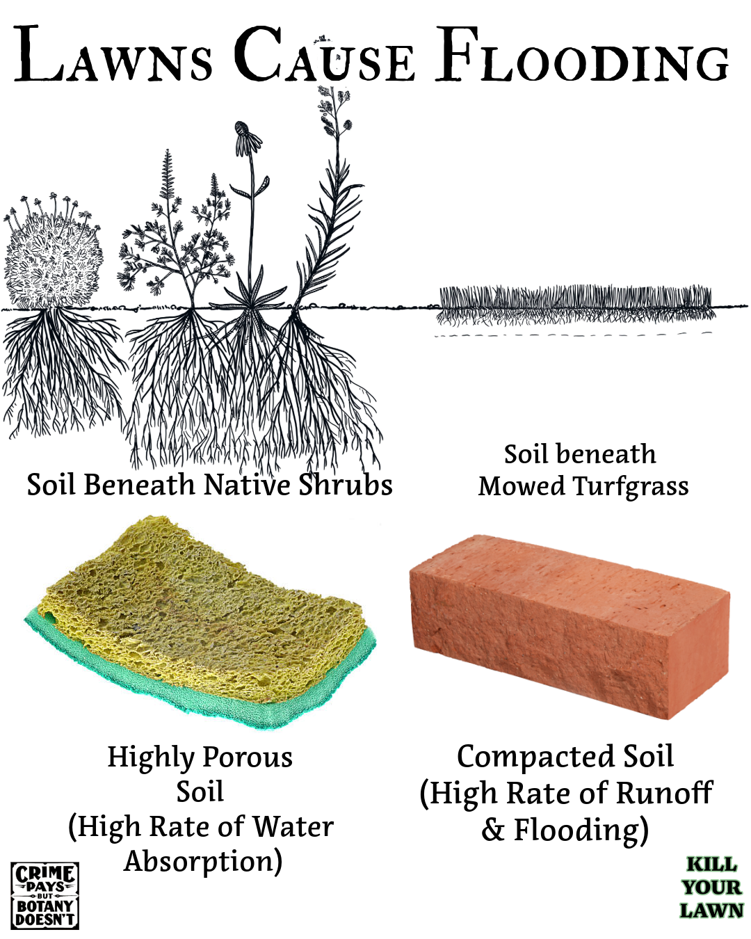 Kill your lawn NC Piedmont infographic: native plant root systems create highly porous soil that absorbs water; mowed turfgrass compacts soil causing runoff and flooding — Crime Pays But Botany Doesn't